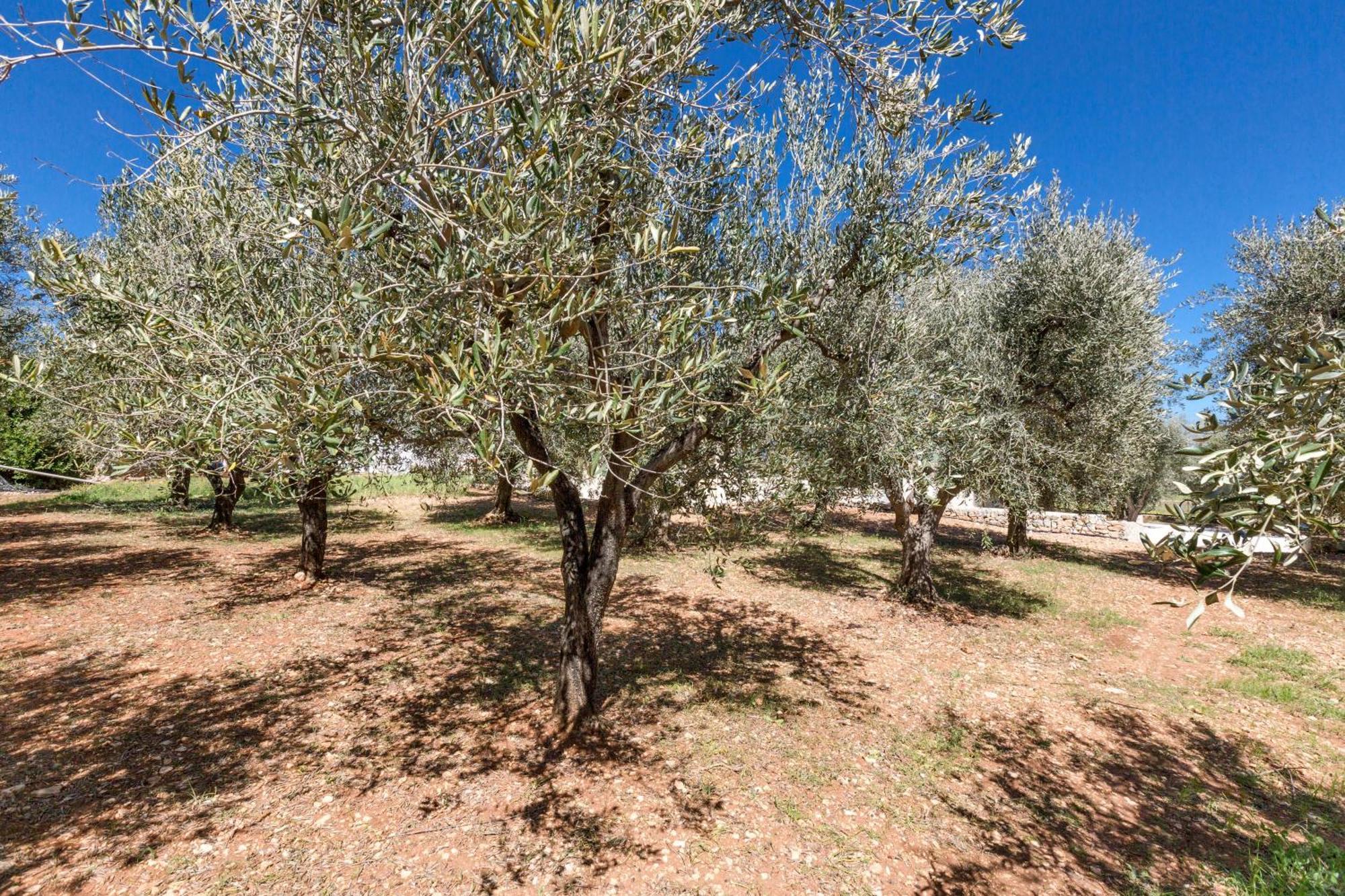 Villa Trulli Ulivo Di Puglia By Barbarhouse Selva Di Fasano Exterior foto